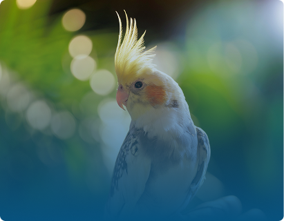 Bird and Exotic Pet Care