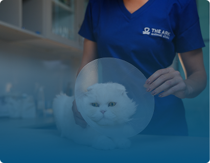 Neutering and Spaying