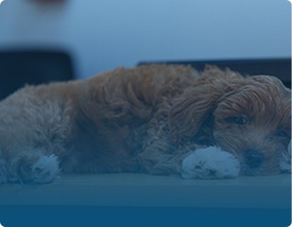 Pet Boarding and Daycare