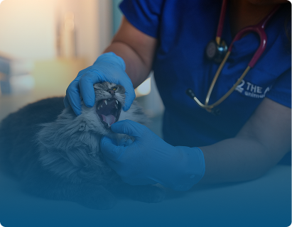 Pet Dental Care in Arjan