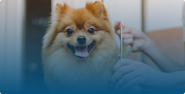 Pet Grooming in Arjan