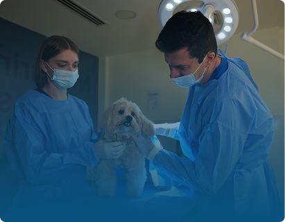 Pet Surgery