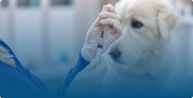 Pet Vaccination in Arjan