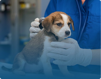 Veterinary Consultations in Arjan