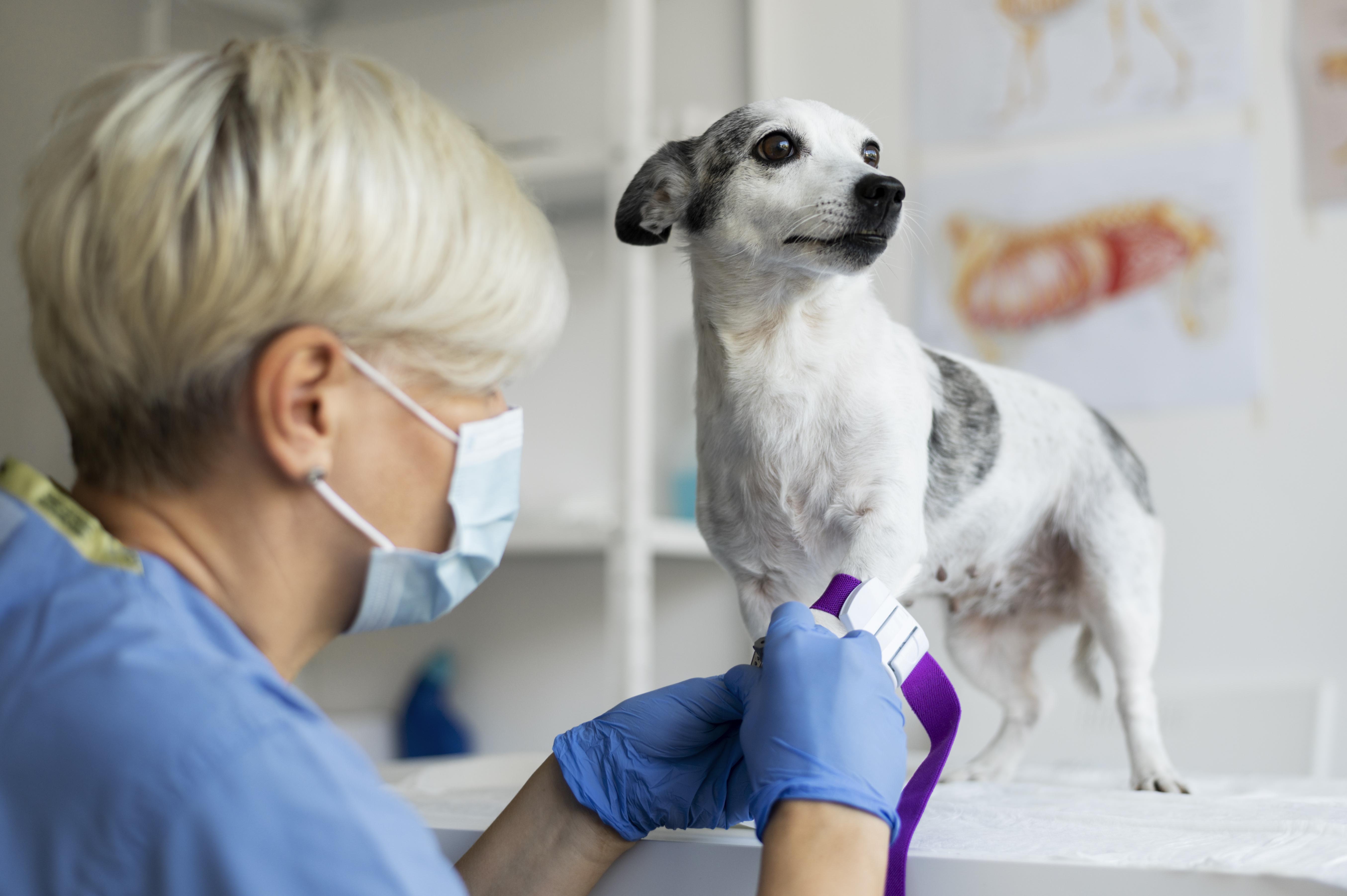 Anaesthesia for Dogs