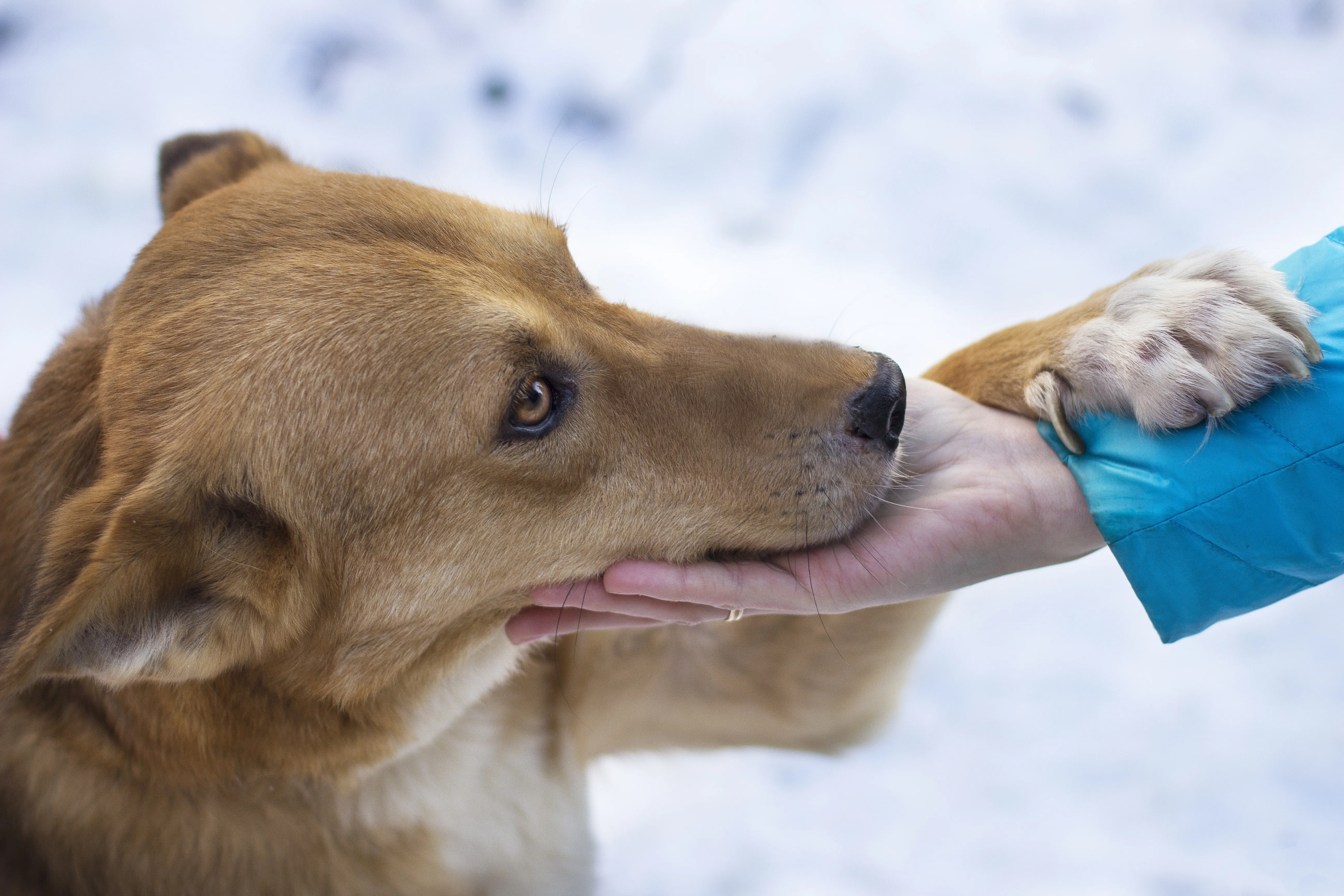 Dog receiving care for paw pad burns