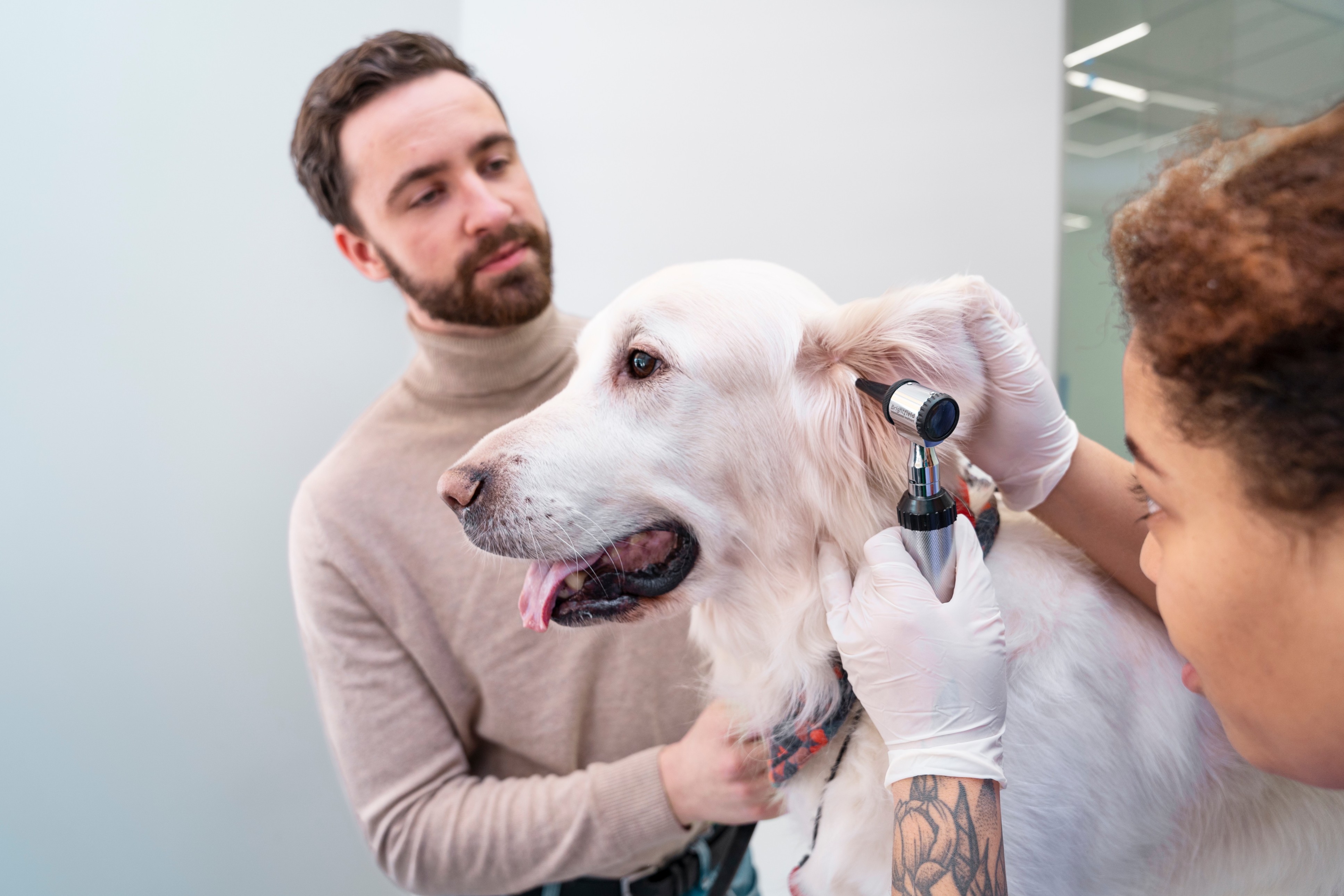 dog grooming service