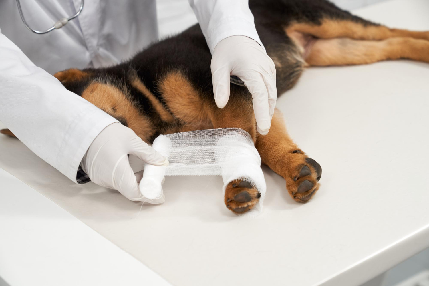 emergency care in dogs