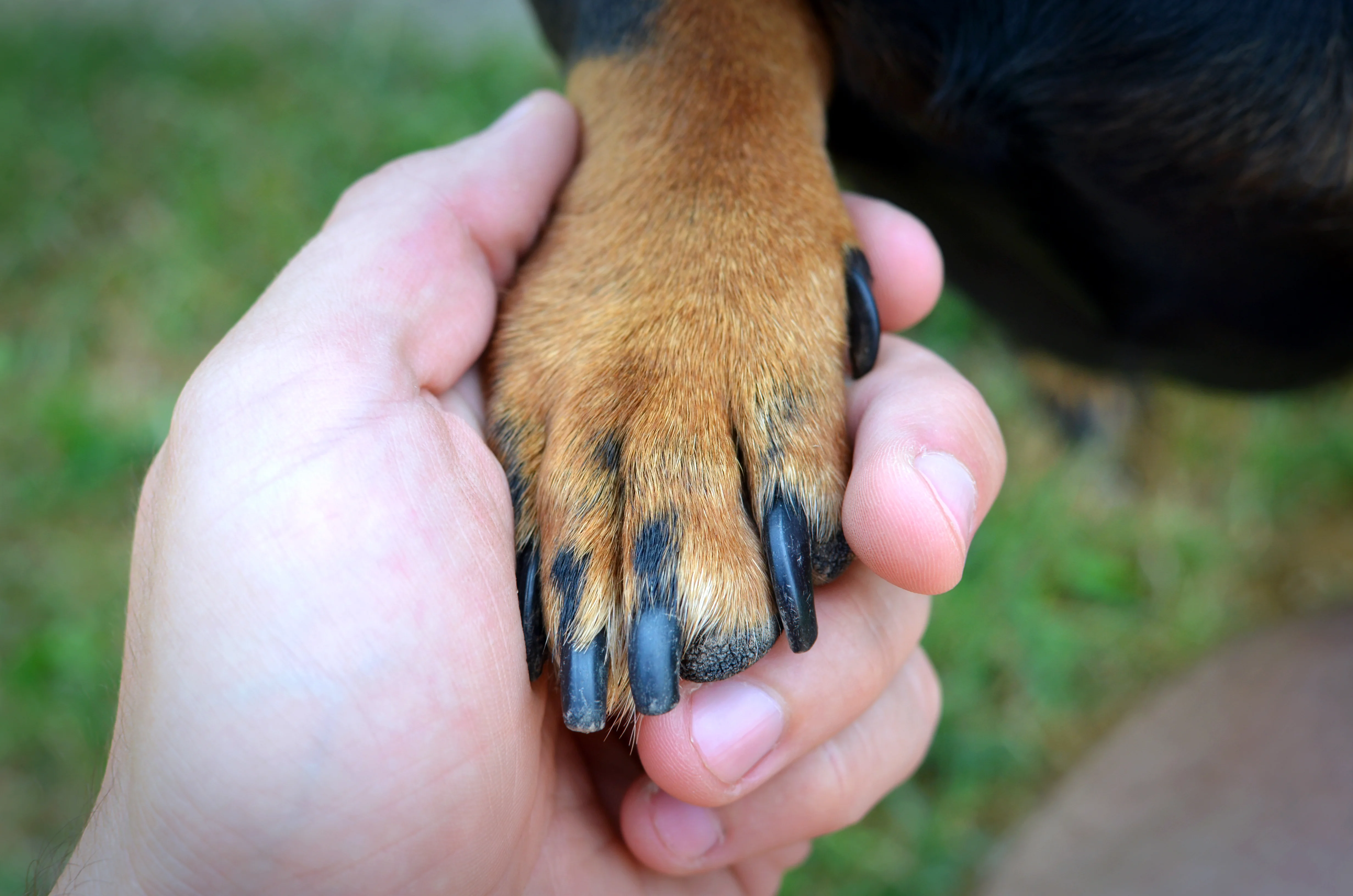 og paw being examined by a person for signs of paw pad burns