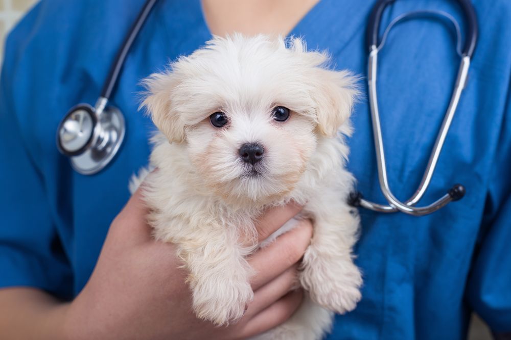checklist-for-pet-vet-list