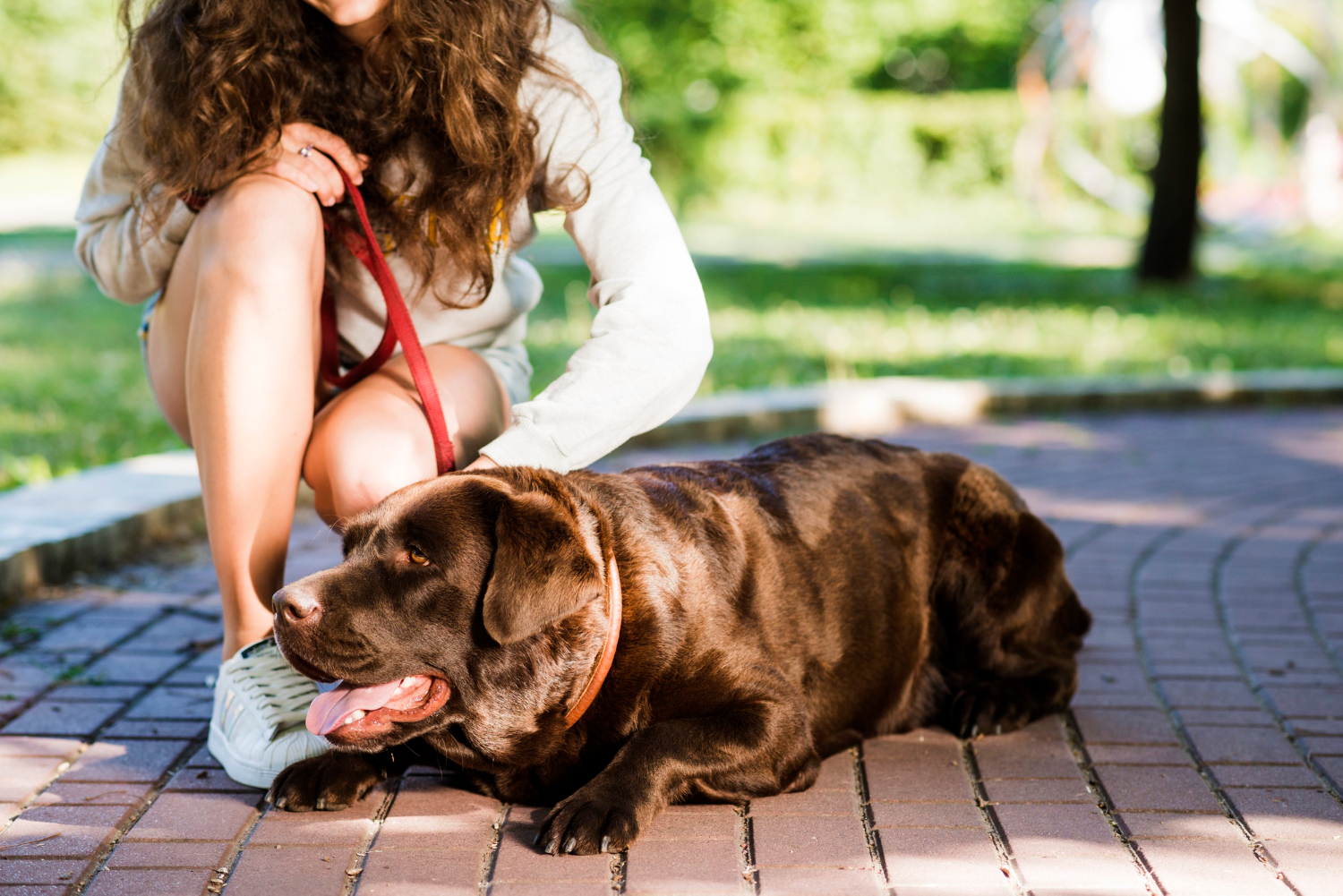 pet emergency care