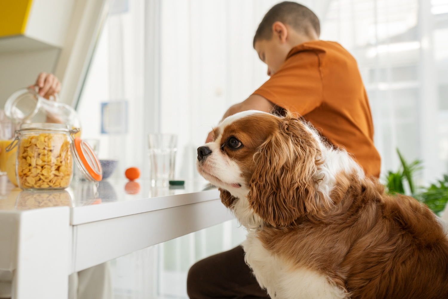 pet-food-and-wellness