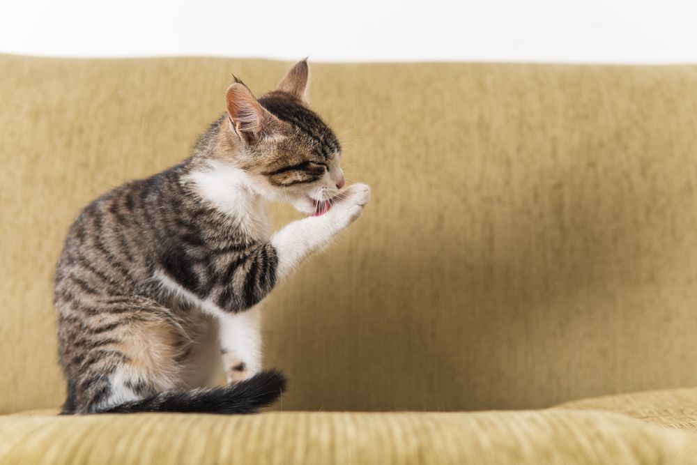 Cat Overgrooming: When Clean Becomes Concerning