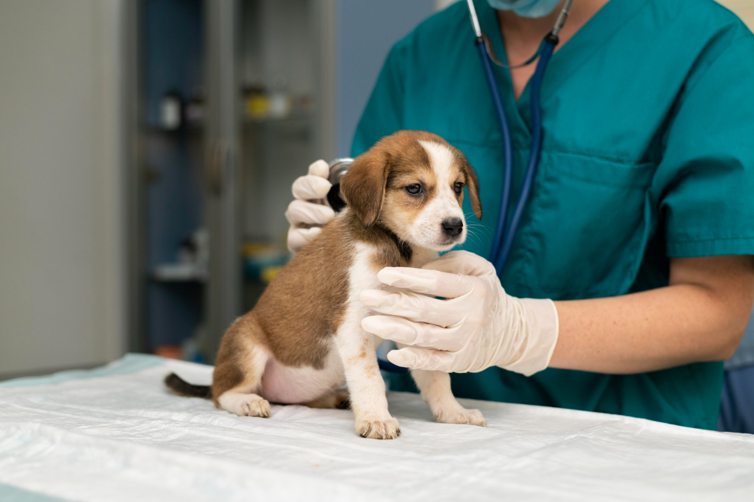 vaccination for puppy