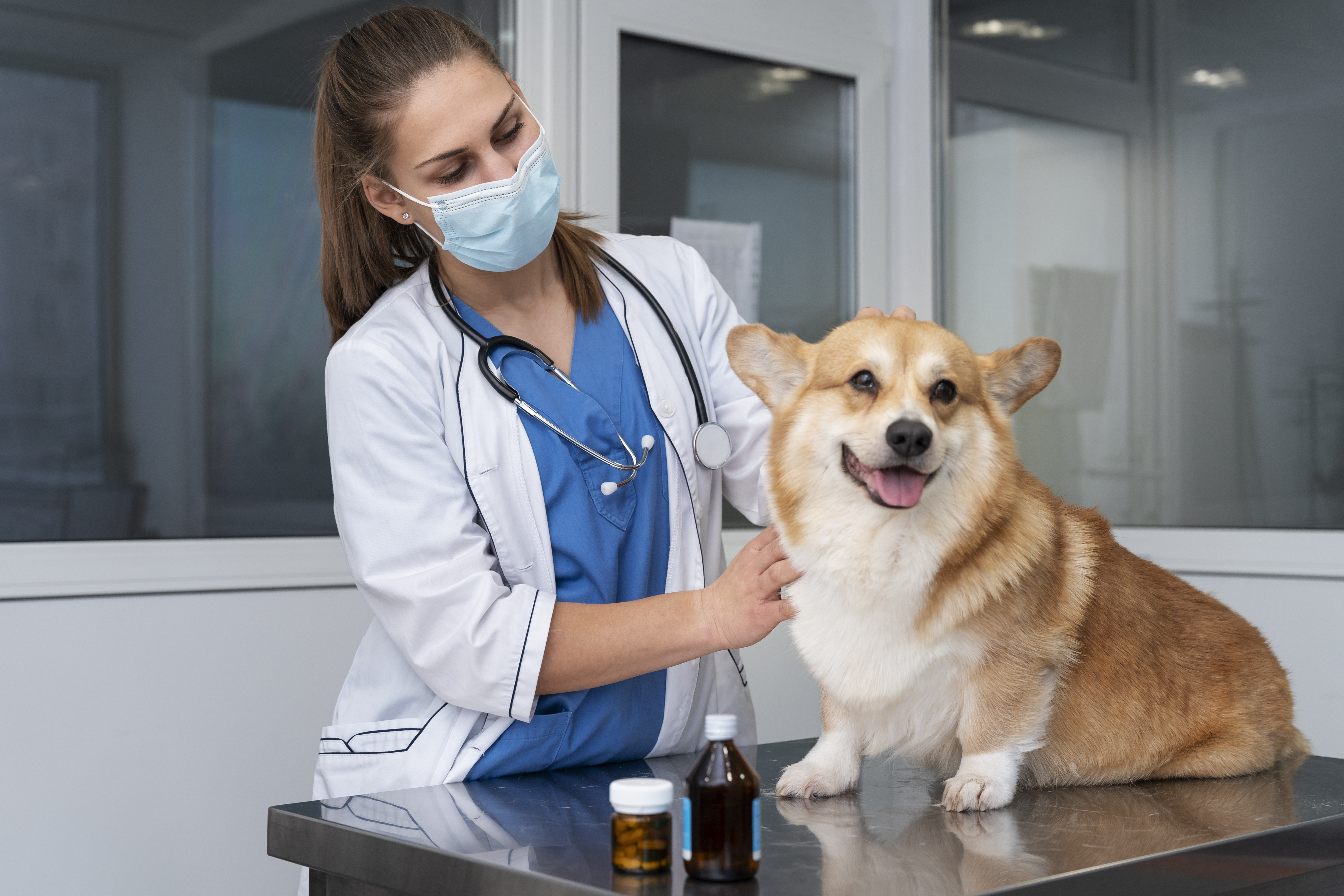 Immediate vet visit for dog
